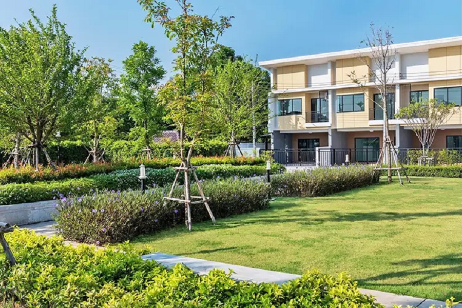 พฤกษาพรรณ-กระดีเดียว-3